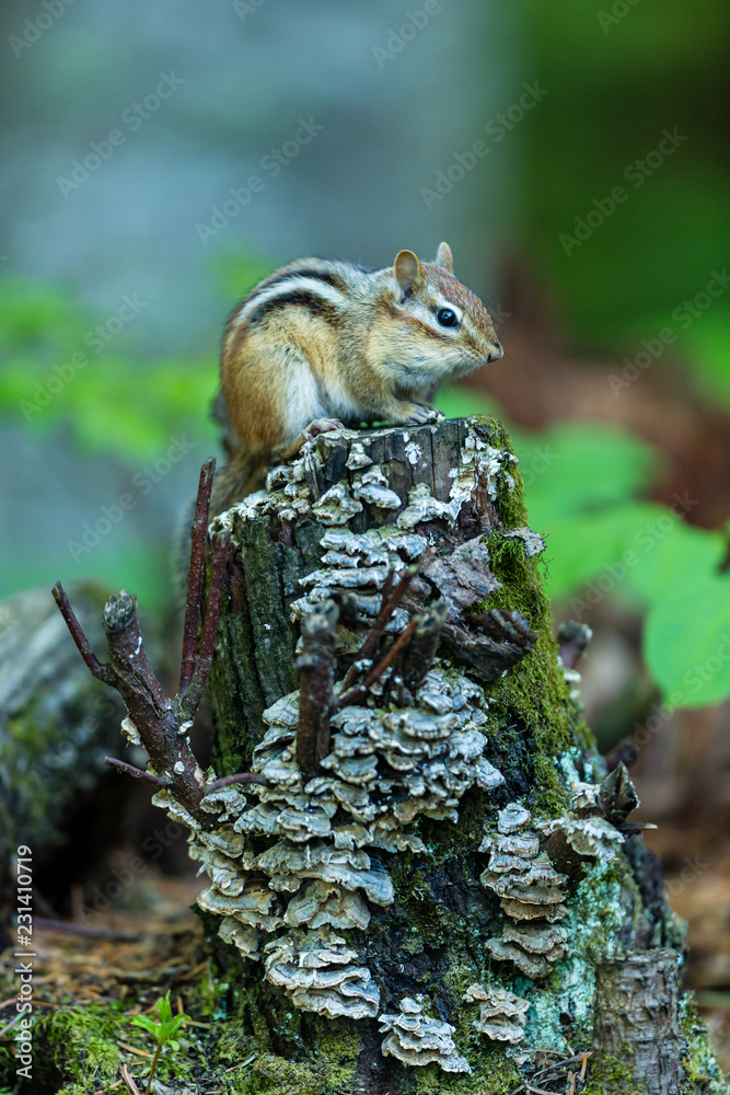 Chipmunk searching for food in a boreal forest Quebec, Canada. Chipmunk searching for food in a boreal forest Quebec, Canada.