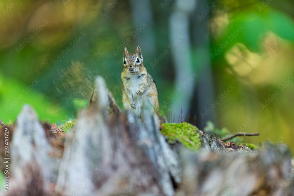 Chipmunk searching for food in a boreal forest Quebec, Canada. Chipmunk searching for food in a boreal forest Quebec, Canada.