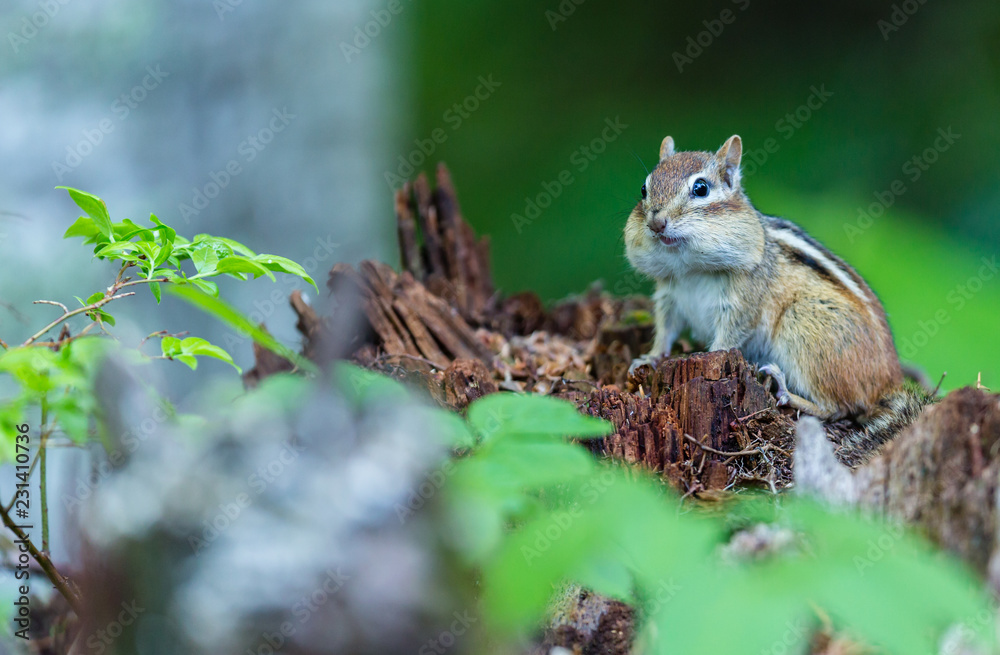 Chipmunk searching for food in a boreal forest Quebec, Canada. Chipmunk searching for food in a boreal forest Quebec, Canada.