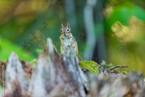 Chipmunk searching for food in a boreal forest Quebec  Canada.