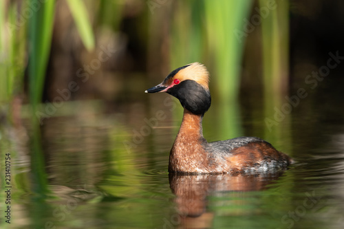 Horned grebe swimming in a lake