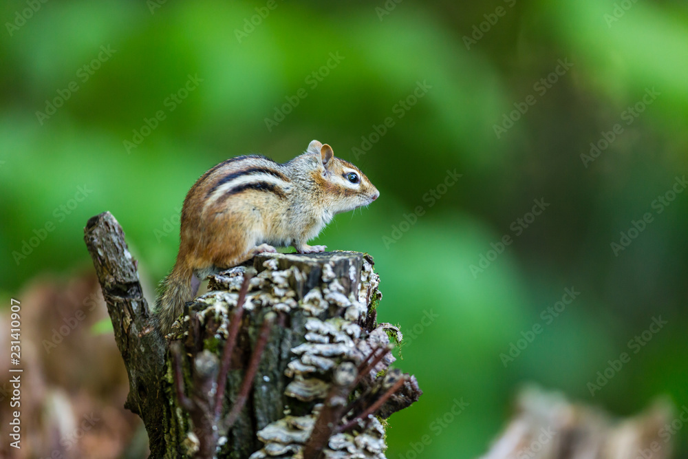 Chipmunk searching for food in a boreal forest Quebec, Canada.