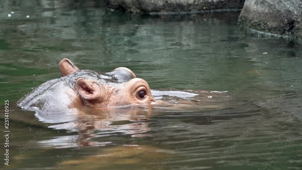 Slow Motion, Close-up a common hippopotamus take bath in lake water of nature wildlife. Hippo swims in a pond. Hippopotamus amphibius is semi-aquatic mammal of Africa. Family Hippopotamidae-Dan Slow Motion, Close-up a common hippopotamus take bath in lake water of nature wildlife. Hippo swims in a pond. Hippopotamus amphibius is semi-aquatic mammal of Africa. Family Hippopotamidae-Dan