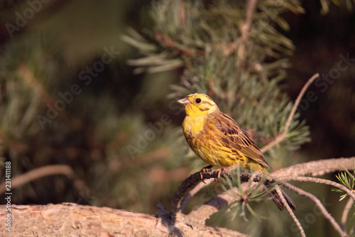 bird yellowhammer (Emberiza citrinella)  sits on the branches early morning , green background  © EriksFoTo