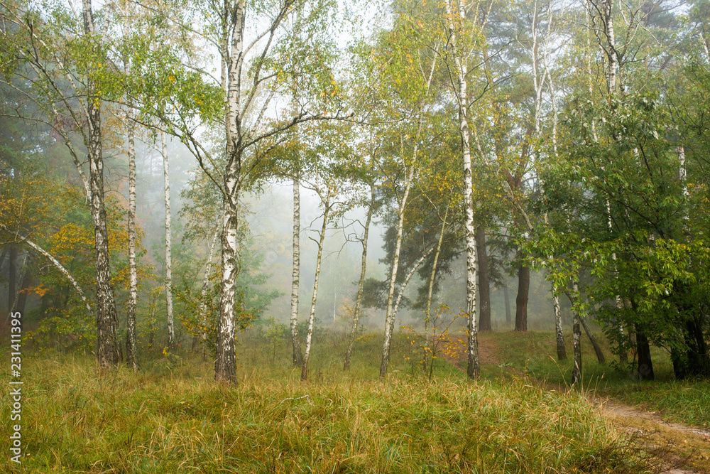 Naklejka premium autumn forest in the morning mist