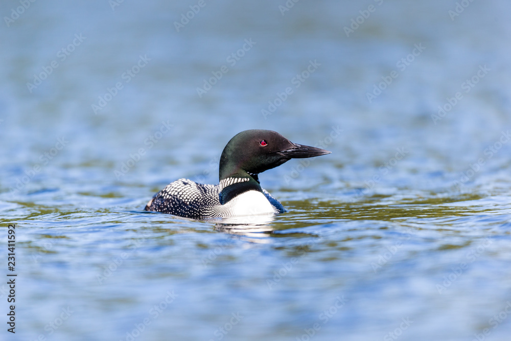 Common loon swimming in a lake in the Laurentians, north Quebec Canada. Common loon swimming in a lake in the Laurentians, north Quebec Canada.