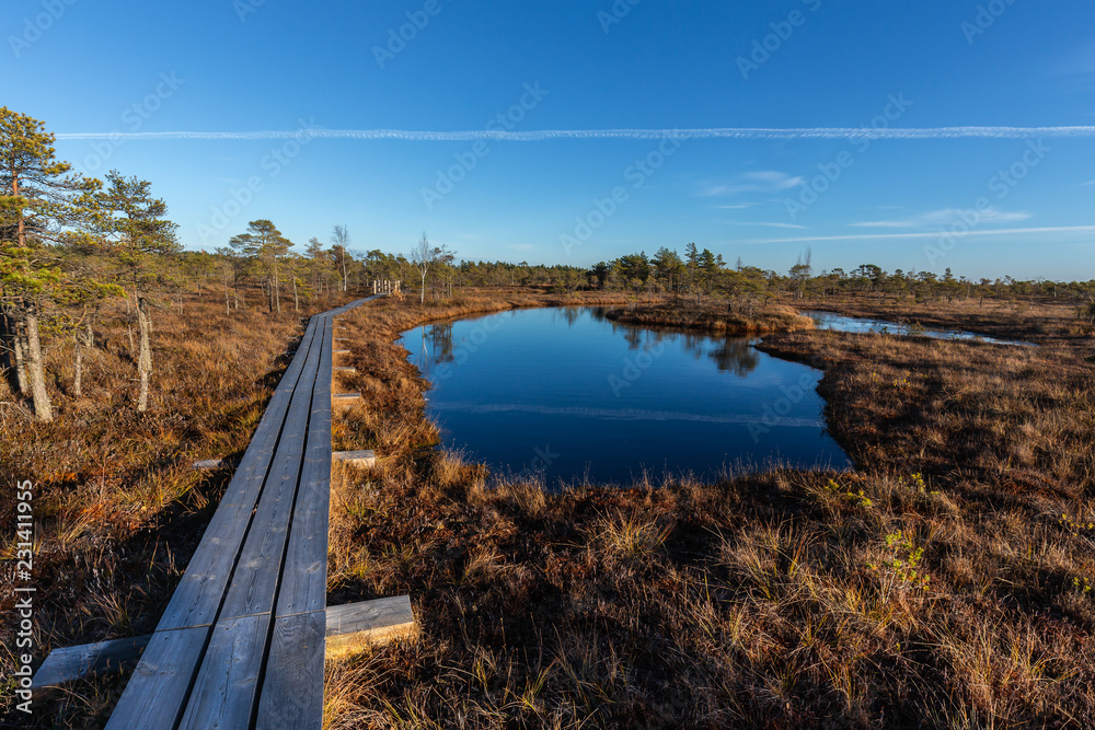 Raised bog in Latvia. Kemeri national park. Landscape