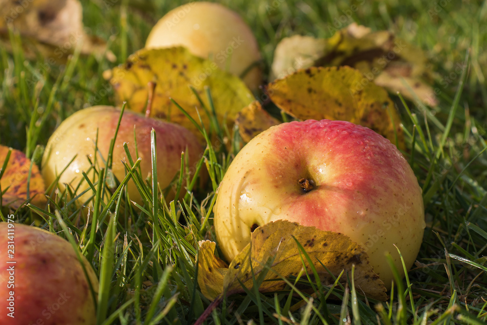 Beautiful apples in drops of dew on green grass Beautiful apples in drops of dew on green grass