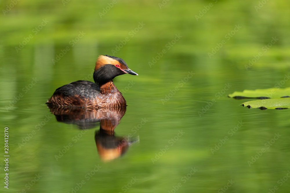 Fototapeta premium Horned grebe swimming in a lake