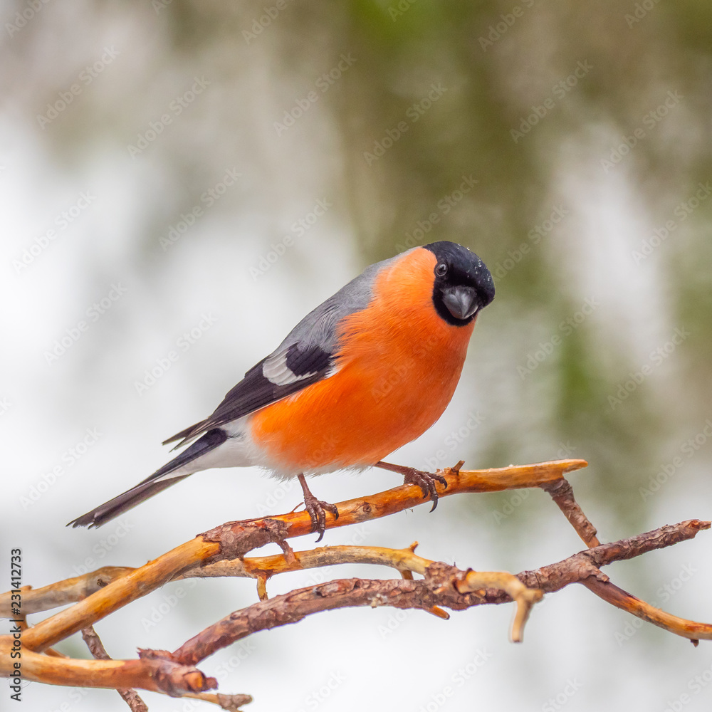 Fototapeta premium Eurasian bullfinch, common bullfinch or bullfinch (Pyrrhula pyrrhula), .Finland