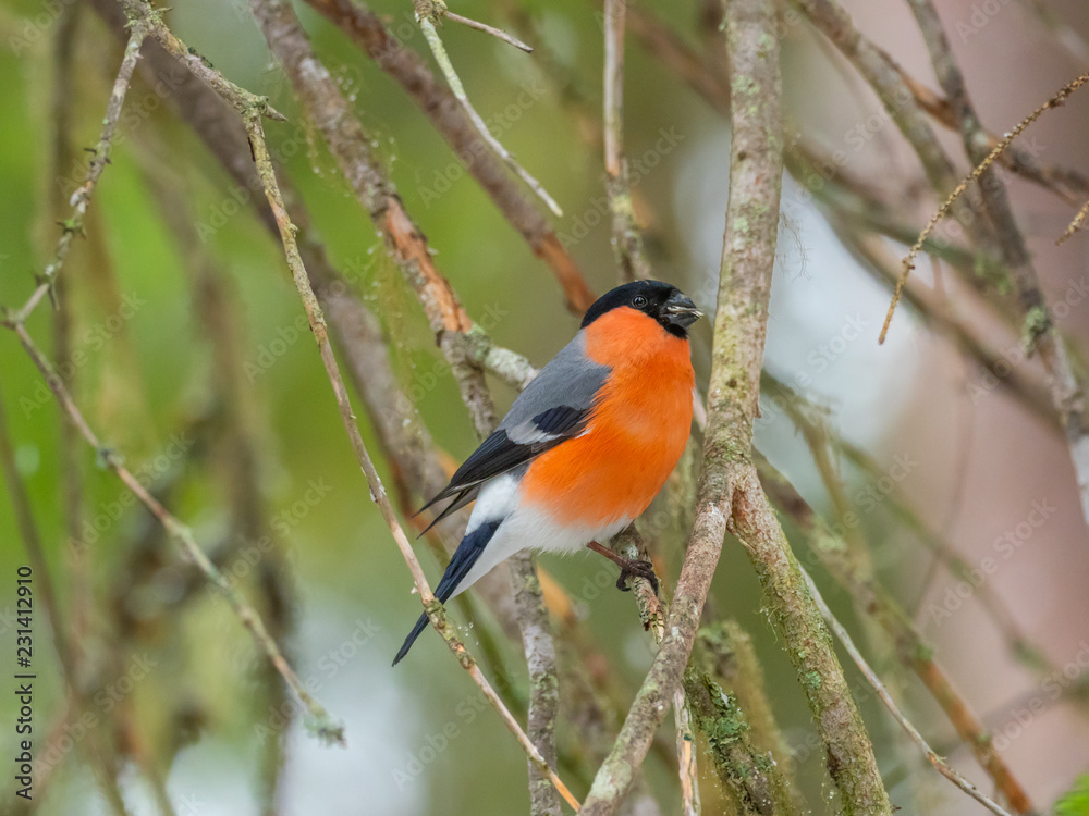 Eurasian bullfinch, common bullfinch or bullfinch (Pyrrhula pyrrhula), .Finland Eurasian bullfinch, common bullfinch or bullfinch (Pyrrhula pyrrhula), .Finland
