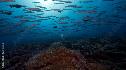 Large school of fish swim over deep coral reef