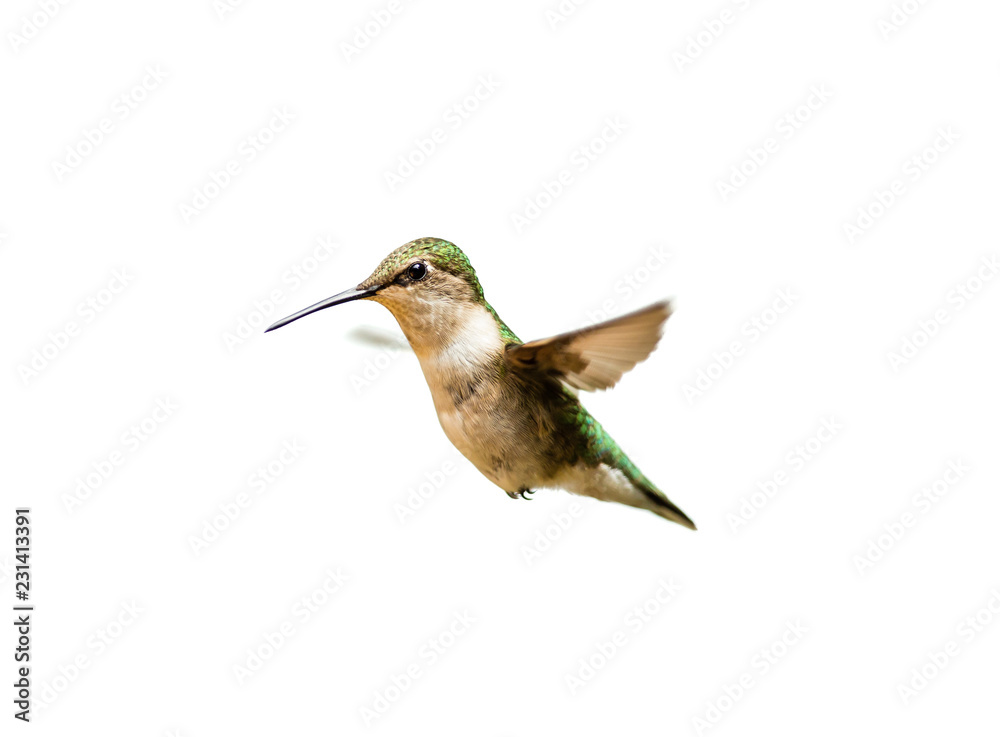 Fototapeta premium Female ruby throated hummingbird flying isolated on a white background.