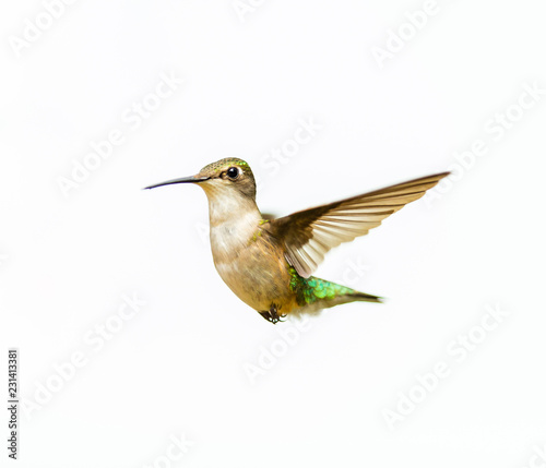 Female ruby throated hummingbird flying isolated on a white background.