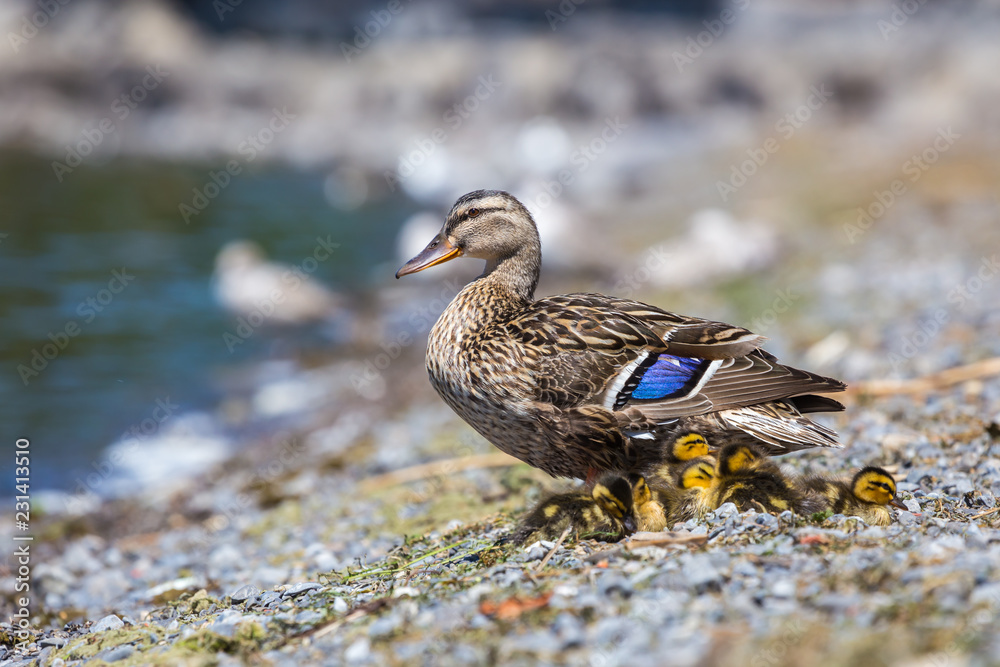 Female mallard and chicks on a lake shorw, Lachine, Quebec, Canada. Female mallard and chicks on a lake shorw, Lachine, Quebec, Canada.