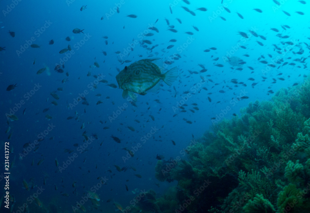 Fototapeta premium fish on the sea floor