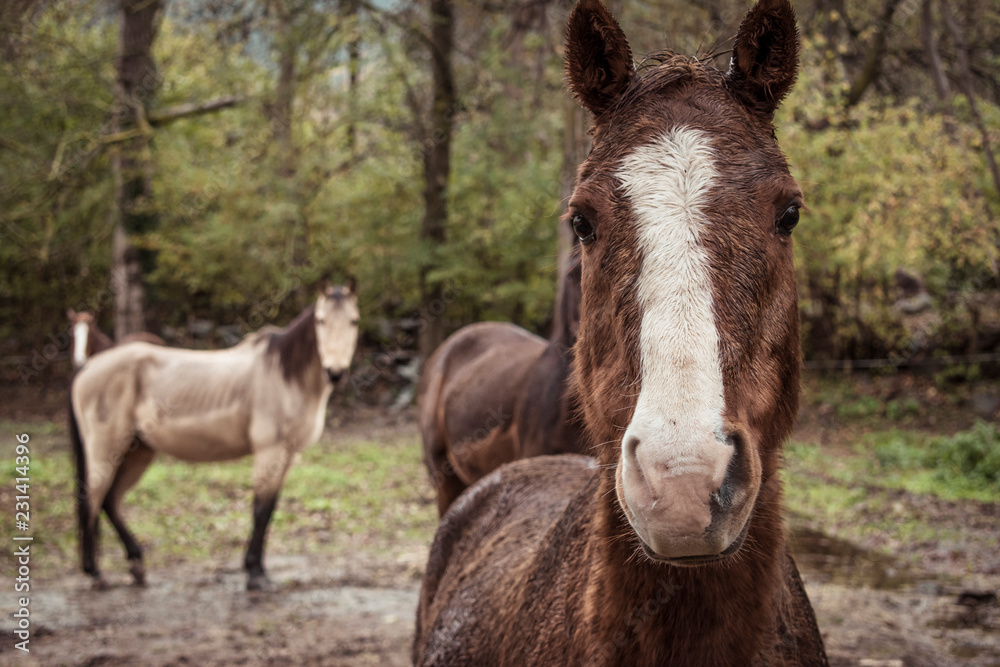 Portrait of a brown horse, with different horses background. Portrait of a brown horse, with different horses background.