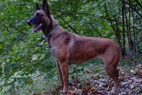 Hunting dog of the German shepherd breed