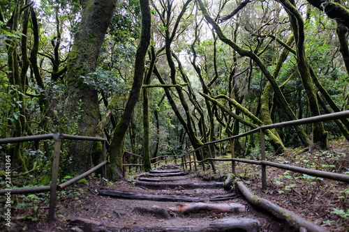 Mystic laurel forest of La Gomera