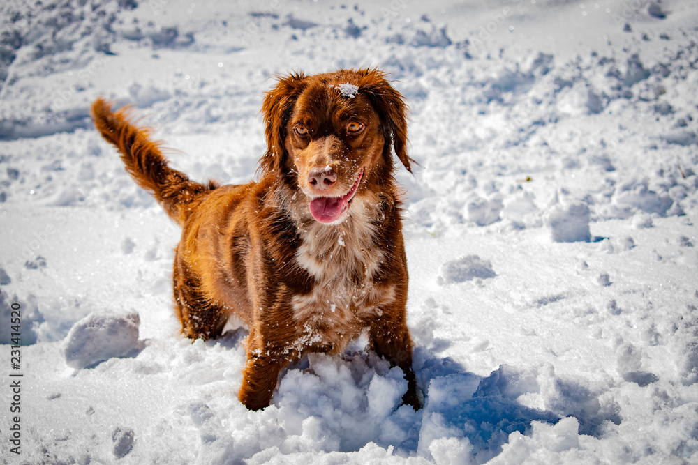 Portrait of a hunting dog in the snow, with a snowy mountain background.