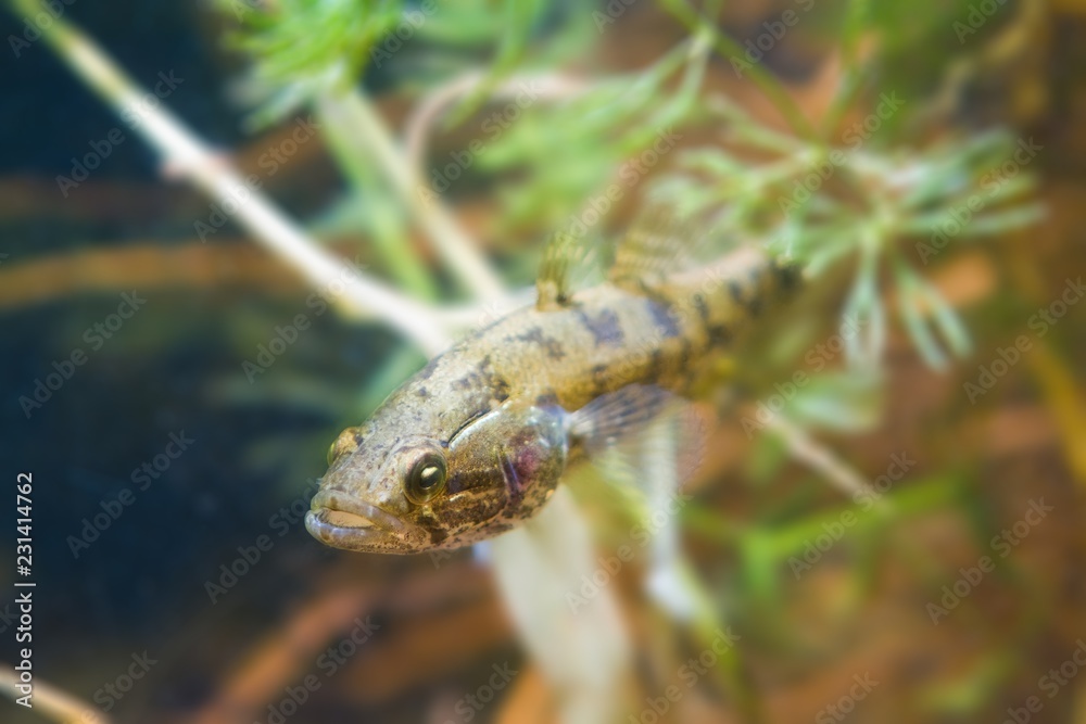 Perccottus glenii, Chinese sleeper, juvenile freshwater predator in biotope aquarium, closeup nature photo Perccottus glenii, Chinese sleeper, juvenile freshwater predator in biotope aquarium, closeup nature photo