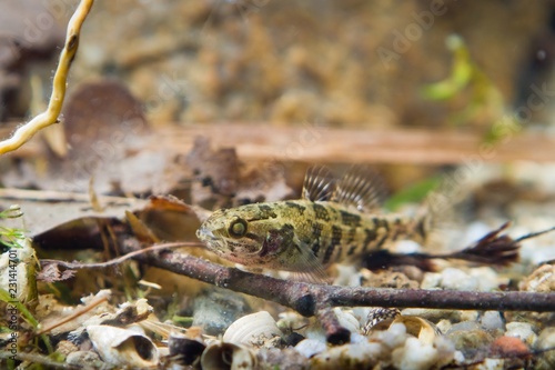 Perccottus glenii, Chinese sleeper, juvenile freshwater fish in biotope aquarium, closeup nature photo