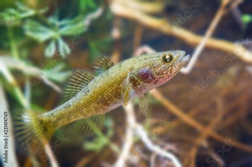 Perccottus glenii  Chinese sleeper  freshwater predator in biotope aquarium  among driftwood and water plants  nature photo