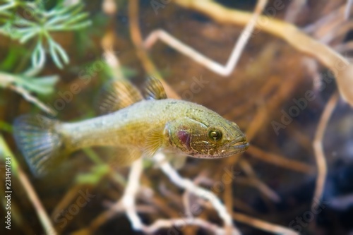 Perccottus glenii, Chinese sleeper, freshwater predator in biotope aquarium, driftwood and water plants, shallow depth of field photo