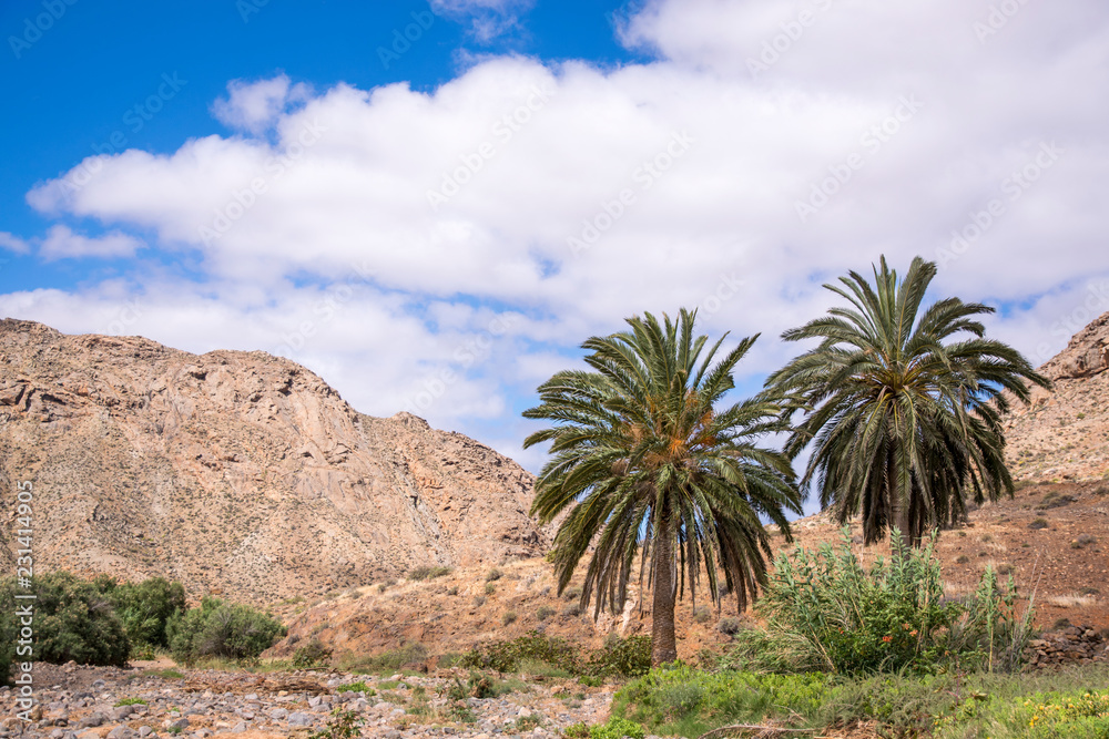 Paisaje típico canario con palmeras