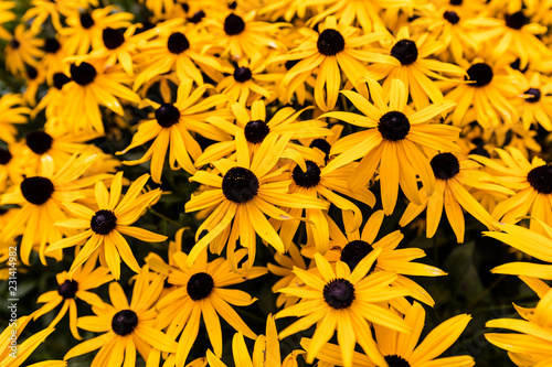 Black eyed susans growing in north Quebec Canada. photo