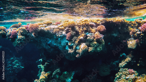 Fotografie Colorful coral reef