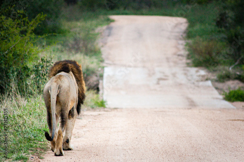Lonely Lion on the road