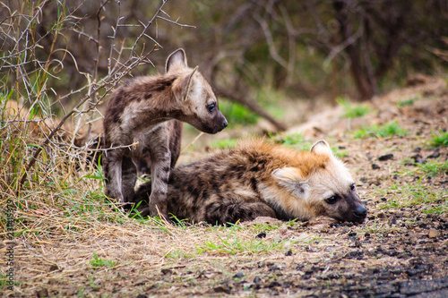 Hyänen Babies am Wegrand