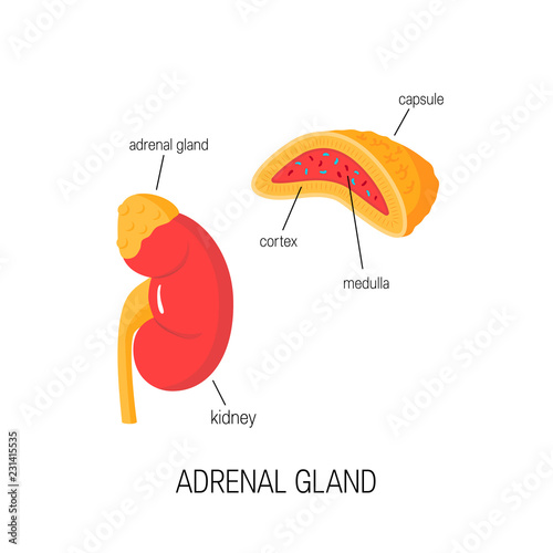Kidney and cross section of adrenal gland in flat style