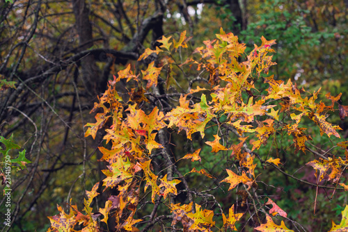 Cascade of orange leaves in a forest in the fall