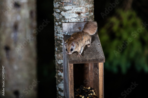 Northern flying squirrel also called Polatouche in French, taken in cottage country north Quebec. photo