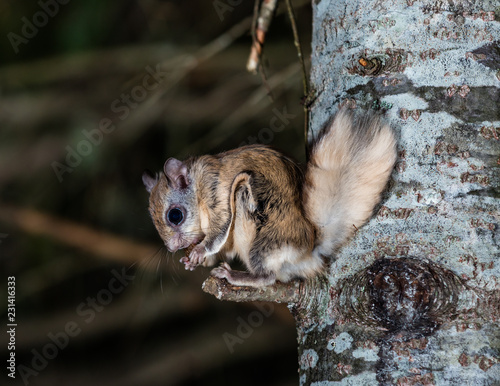 Northern flying squirrel also called Polatouche in French, taken in cottage country north Quebec.