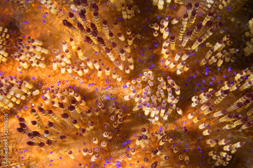 fire sea urchin close up
