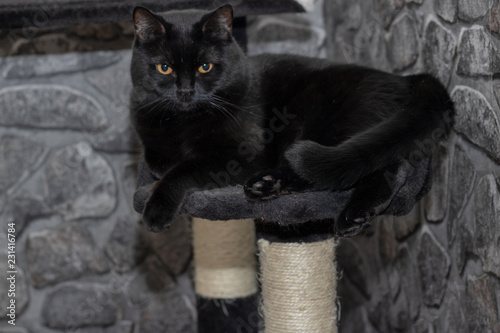 Schwarze Katze mit gelben Augen sitzt auf einem Kratzbaum photo