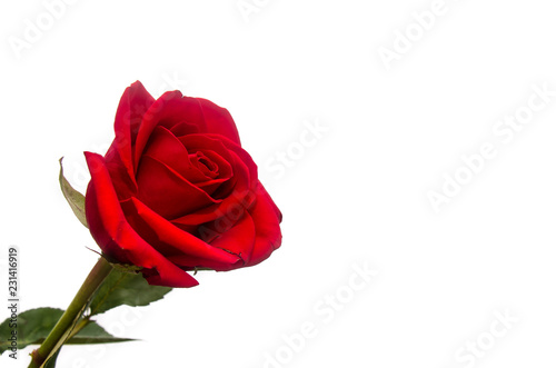 Red rose with white background