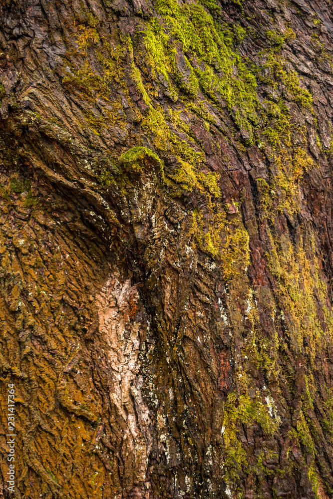 rough tree bark surface with green mosses texture rough tree bark surface with green mosses texture