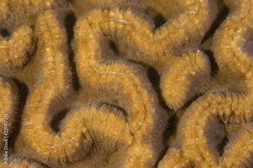 natural coral close up