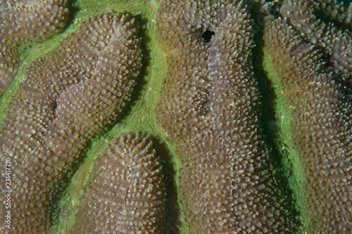 natural coral close up