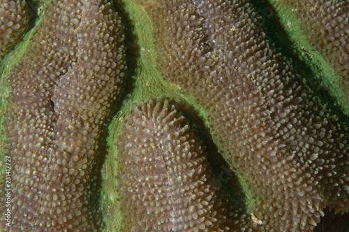 natural coral close up