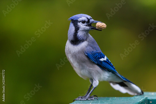 Bluejay perched in a boreal forest with peanut Quebec, Canada