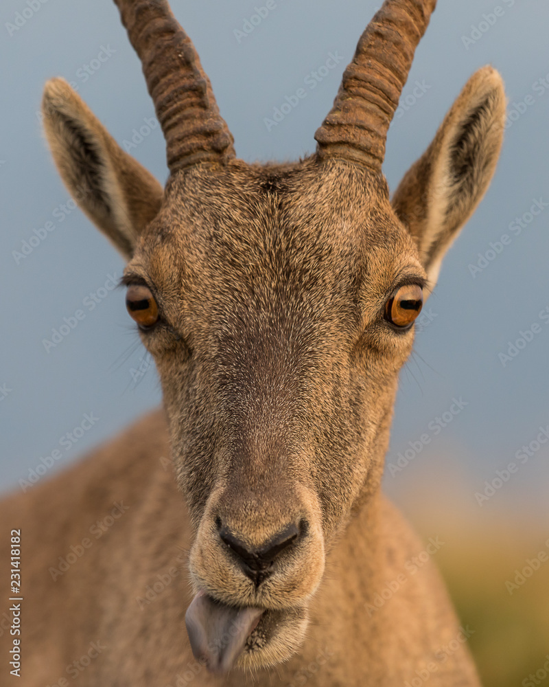 Steinbock macht sich lustig Stock Photo Adobe Stock