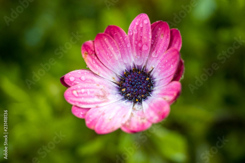 close up of beautiful pink flower with water drops on the petals with green background