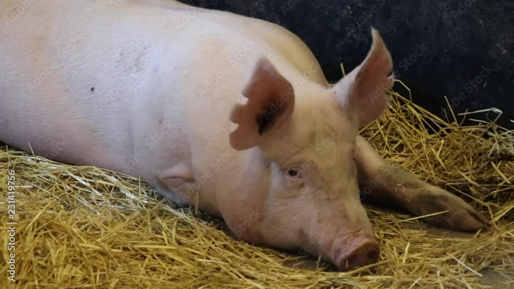 Pig in pigsty relaxing on straw Pig in pigsty relaxing on straw