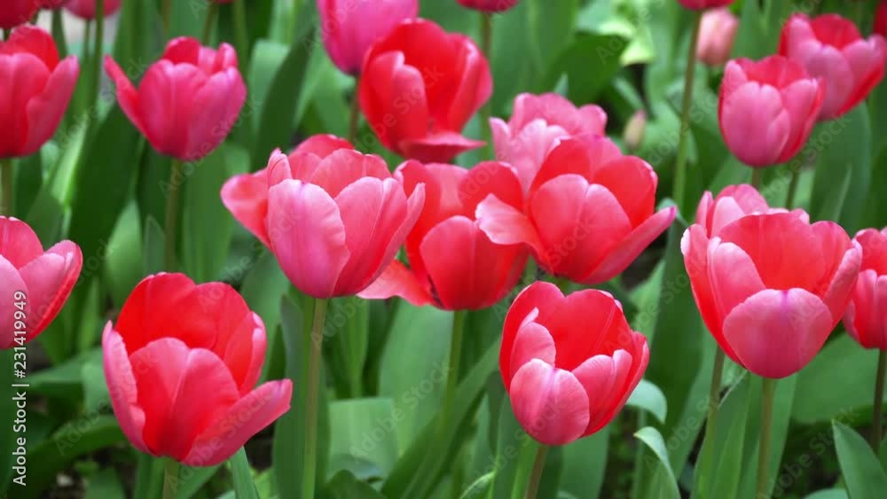 Close-up View of Colorful Tulips Swaying on Wind Close-up View of Colorful Tulips Swaying on Wind