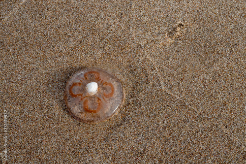 Jellyfish on the beach sand in central europe. Baltic sea coast.